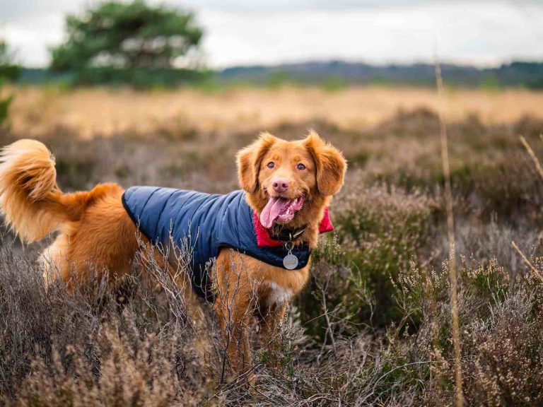 Abrigo para mascotas necesario en los paseos